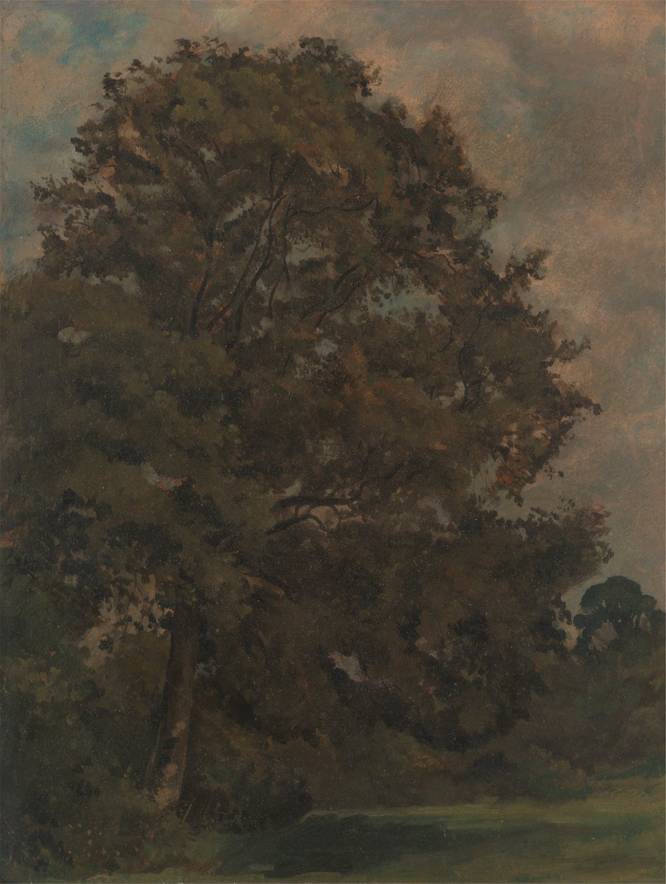 Studio di un frassino da Lionel Constable