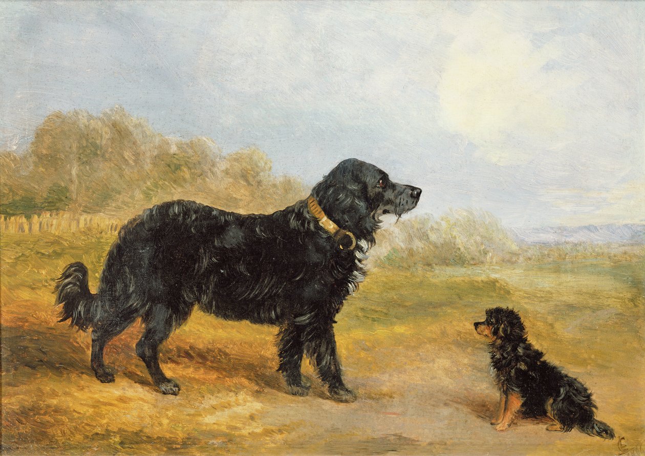 Cani da Loey Campbell
