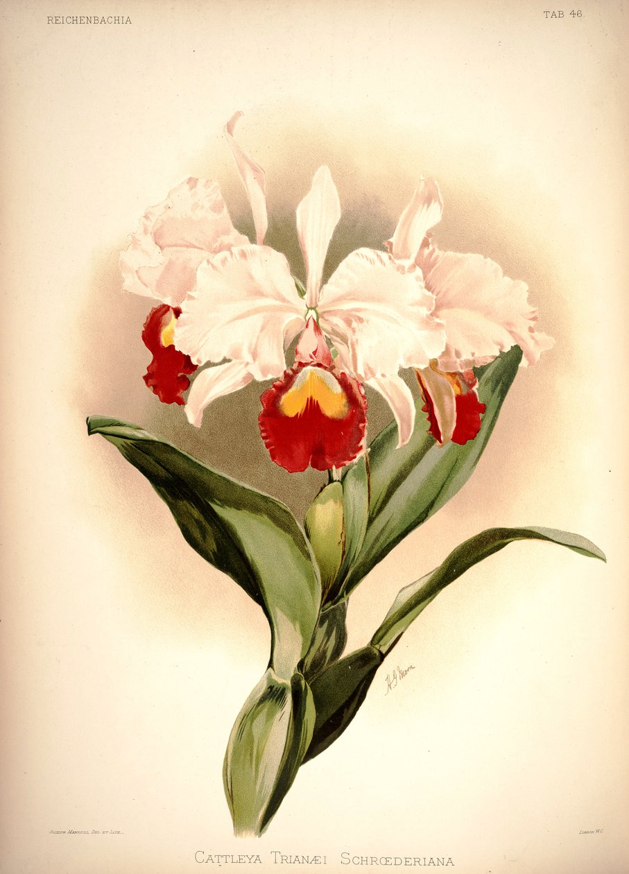 Cattleya trianae da London H. Sotheran and Co.