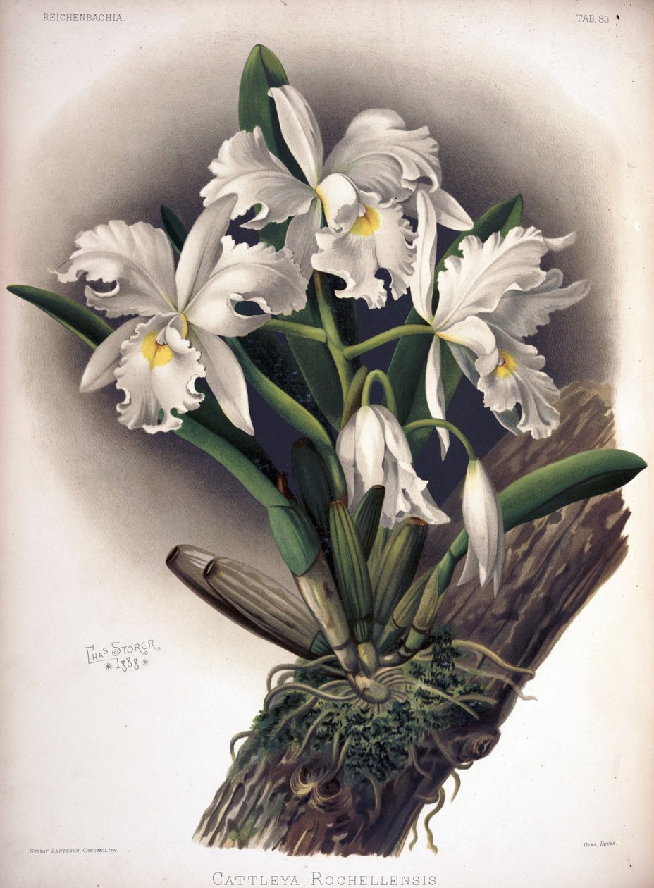 Cattleya warscewiczii come sin.: Cattleya warscewiczii f. rochellensis da London H. Sotheran and Co.
