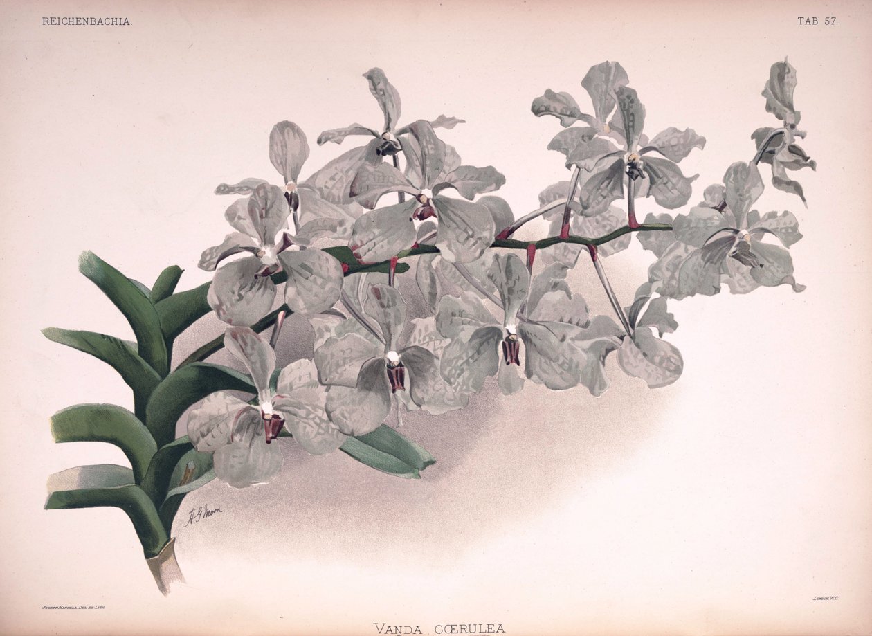 Vanda coerulea da London H. Sotheran and Co.