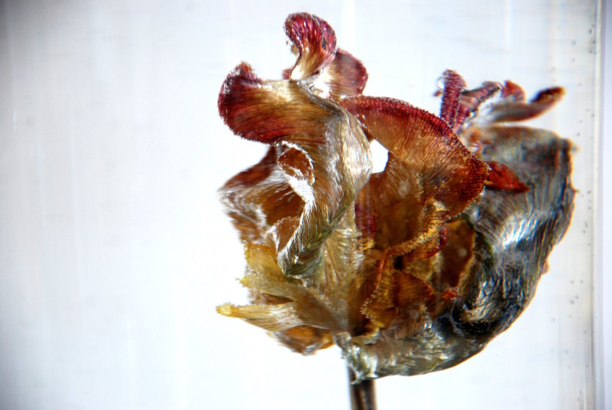 Tulipano d