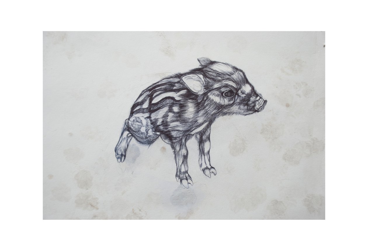 Maialino, 2015 da Lou Gibbs