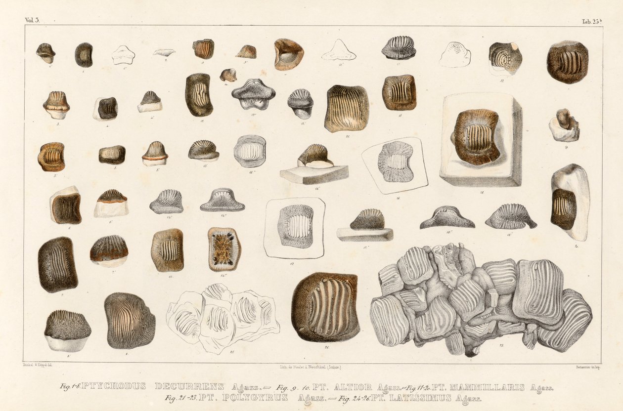 Tavola 25b del Volume 3 (Recherches sur les poissons fossiles) che mostra il dente di diverse specie del genere Ptychodus da Louis Agassiz