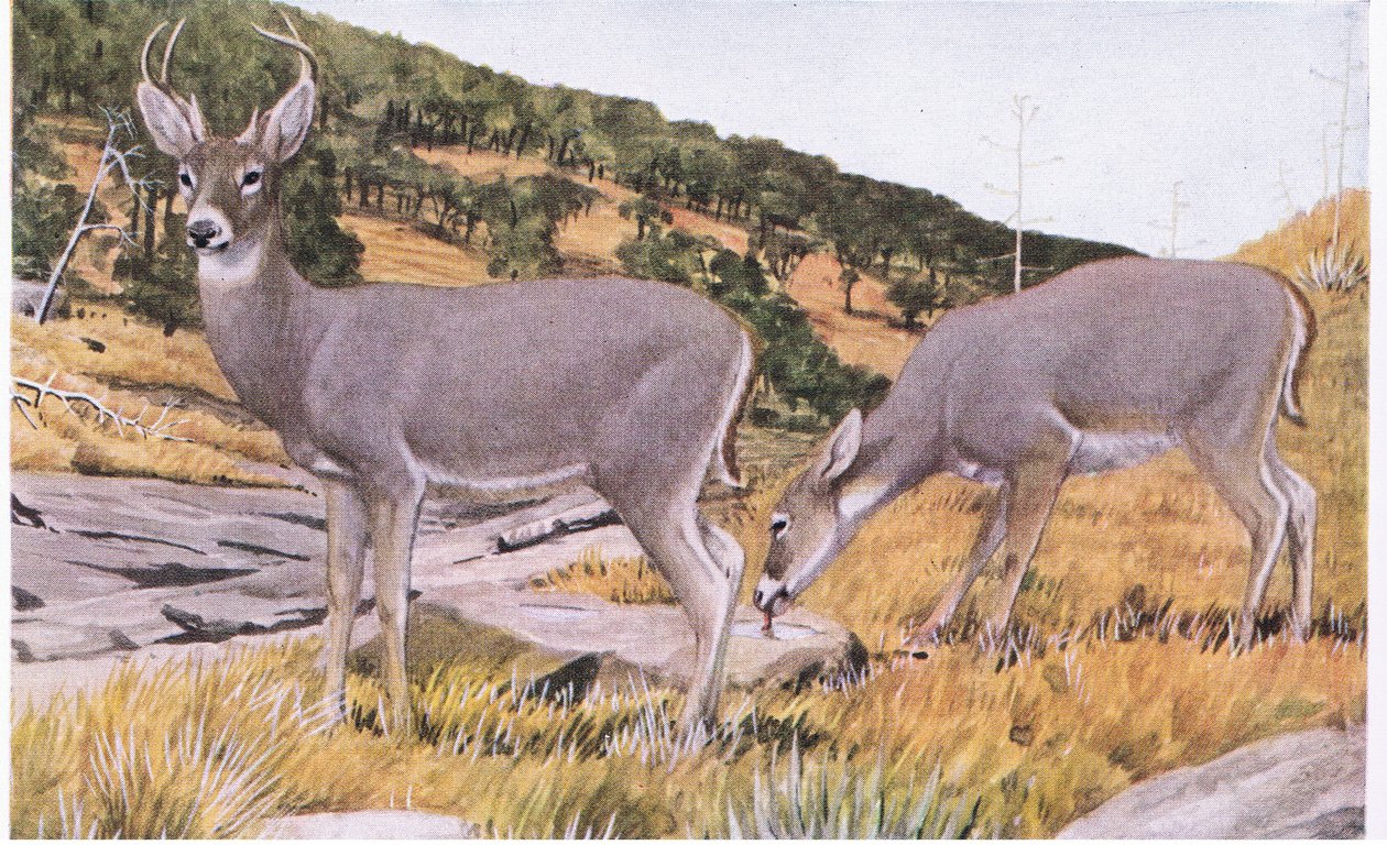 Cervo dalla coda bianca dell