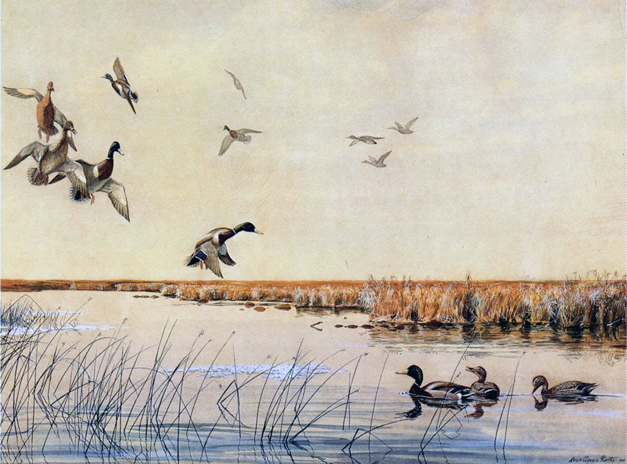 Anatre in atterraggio, 1919 da Louis Agassiz Fuertes