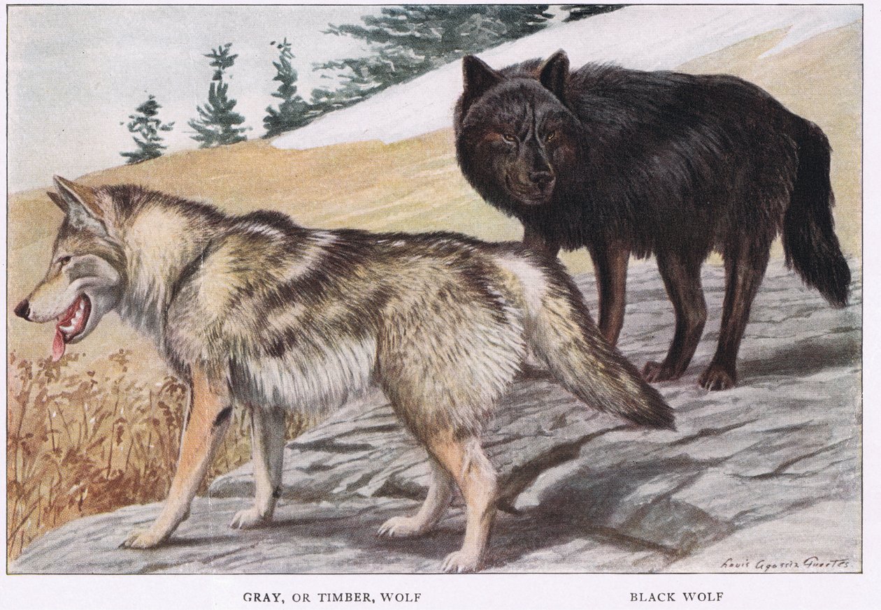 Lupo grigio o lupo di legno da Louis Agassiz Fuertes