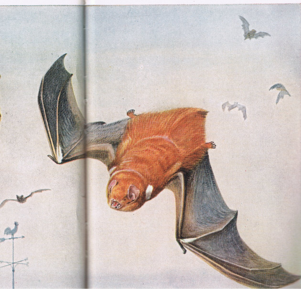 Pipistrello rosso da Louis Agassiz Fuertes