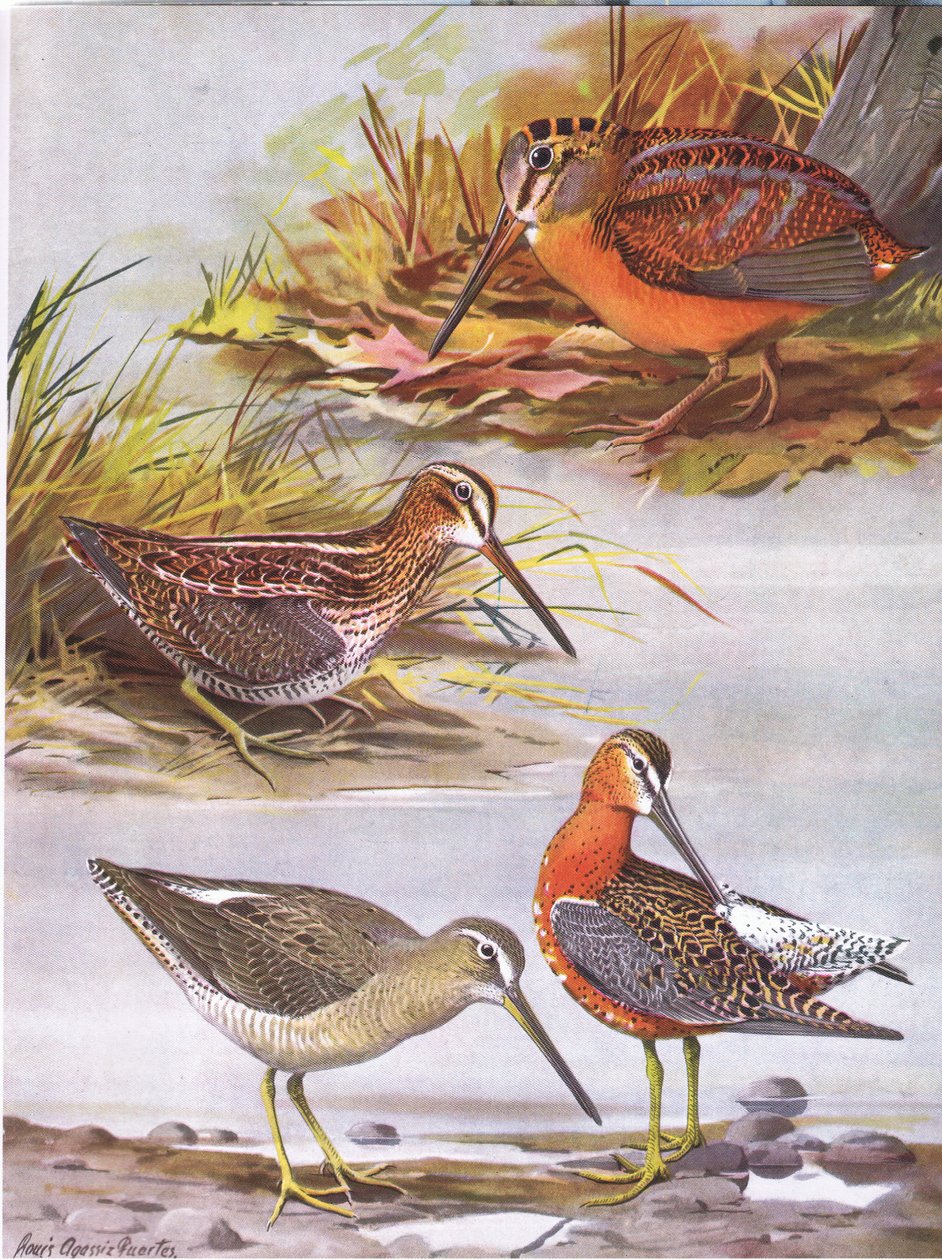 Beccaccino di Wilson, Chiurlo orientale, Beccaccia americana da Louis Agassiz Fuertes