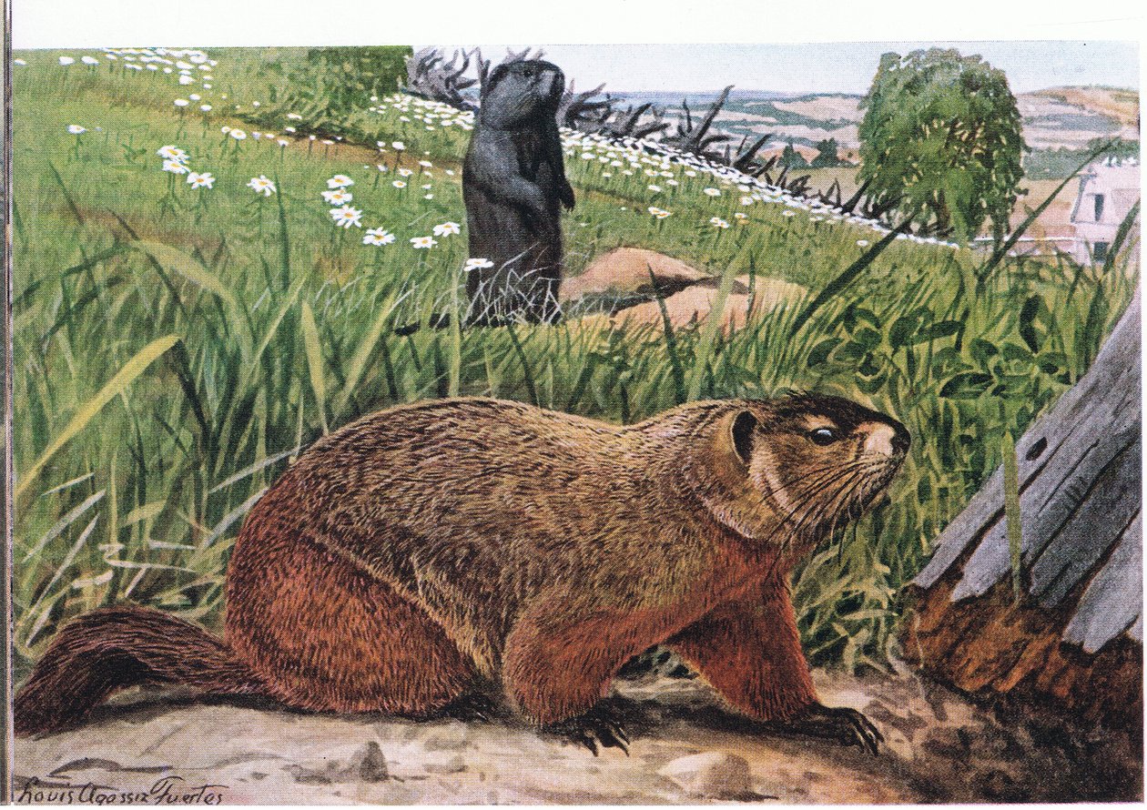 La marmotta più conosciuta di tutte le marmotte, si nutre di pascoli da Louis Agassiz Fuertes