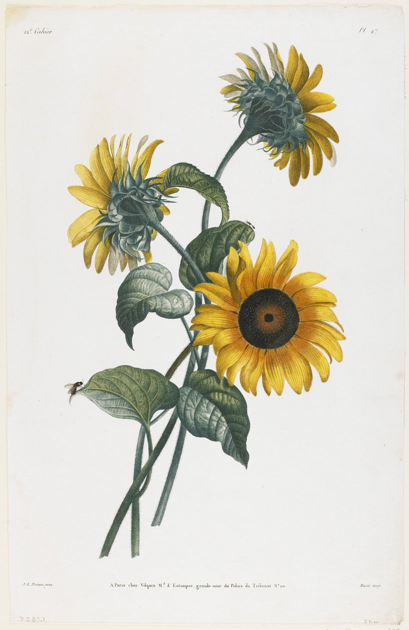 Studio di Girasoli, 1805 da Louis Charles Ruotte