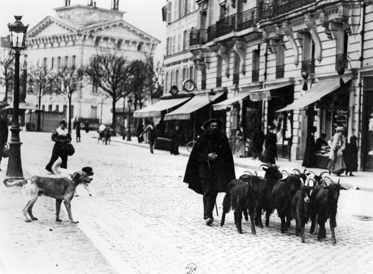 Capraio che guida il suo gregge di capre nel Cours de Vincennes, Parigi, c.1900 (foto in bianco e nero) da Louis Vert