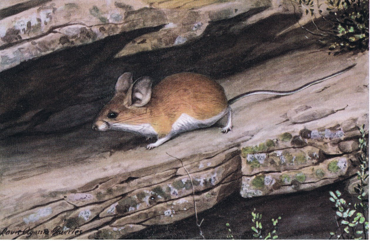 Il topo Pinion dalle grandi orecchie rappresenta il clan dai piedi bianchi nei canyon aspri del sud-ovest da Louis Agassiz Fuertes