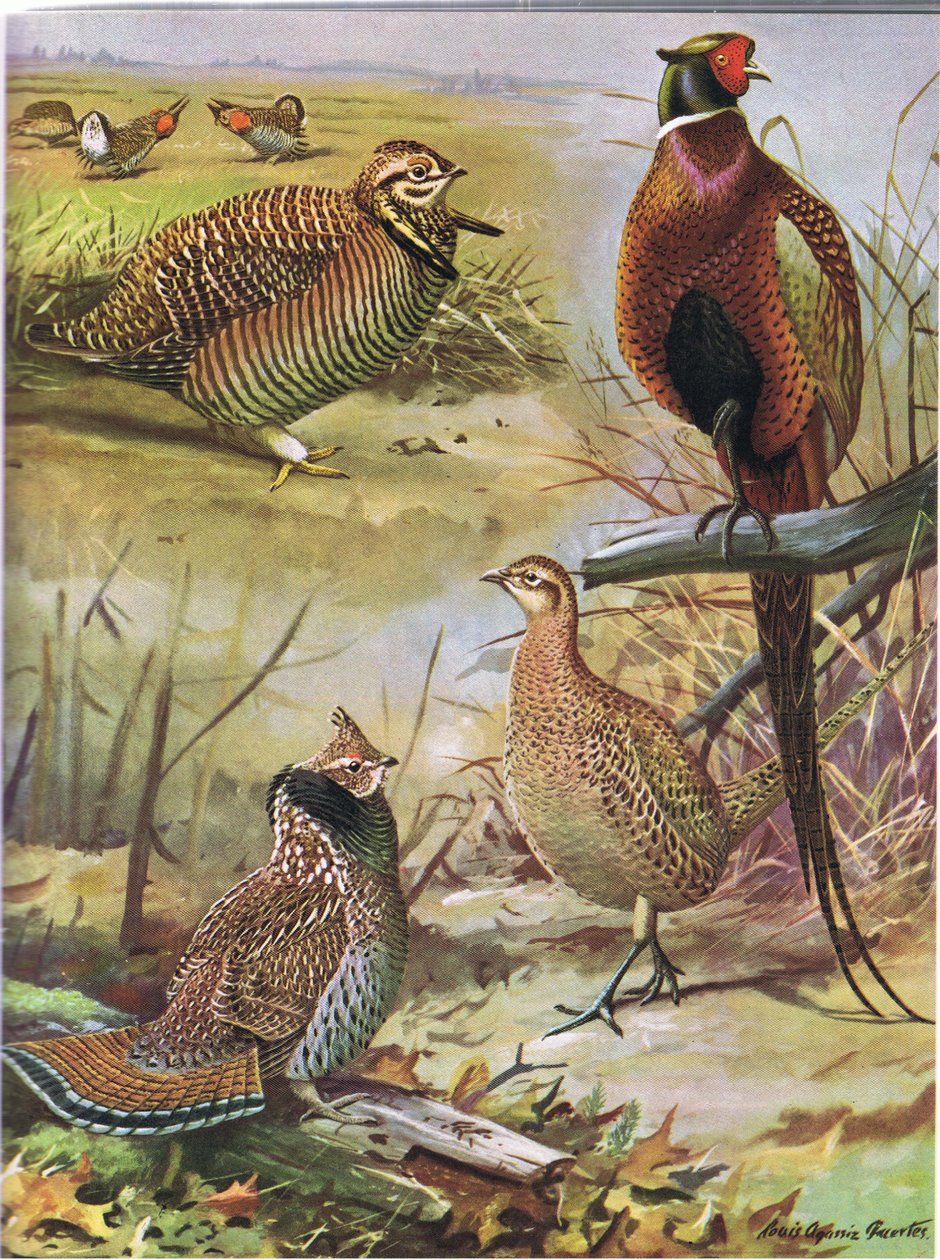 Gallina della brughiera, Fagiano dal collo ad anello, Gallo cedrone orientale da Louis Agassiz Fuertes