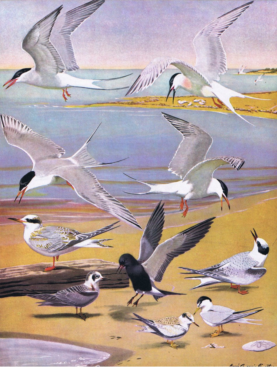 Illustrazione da La storia naturale degli uccelli americani dell