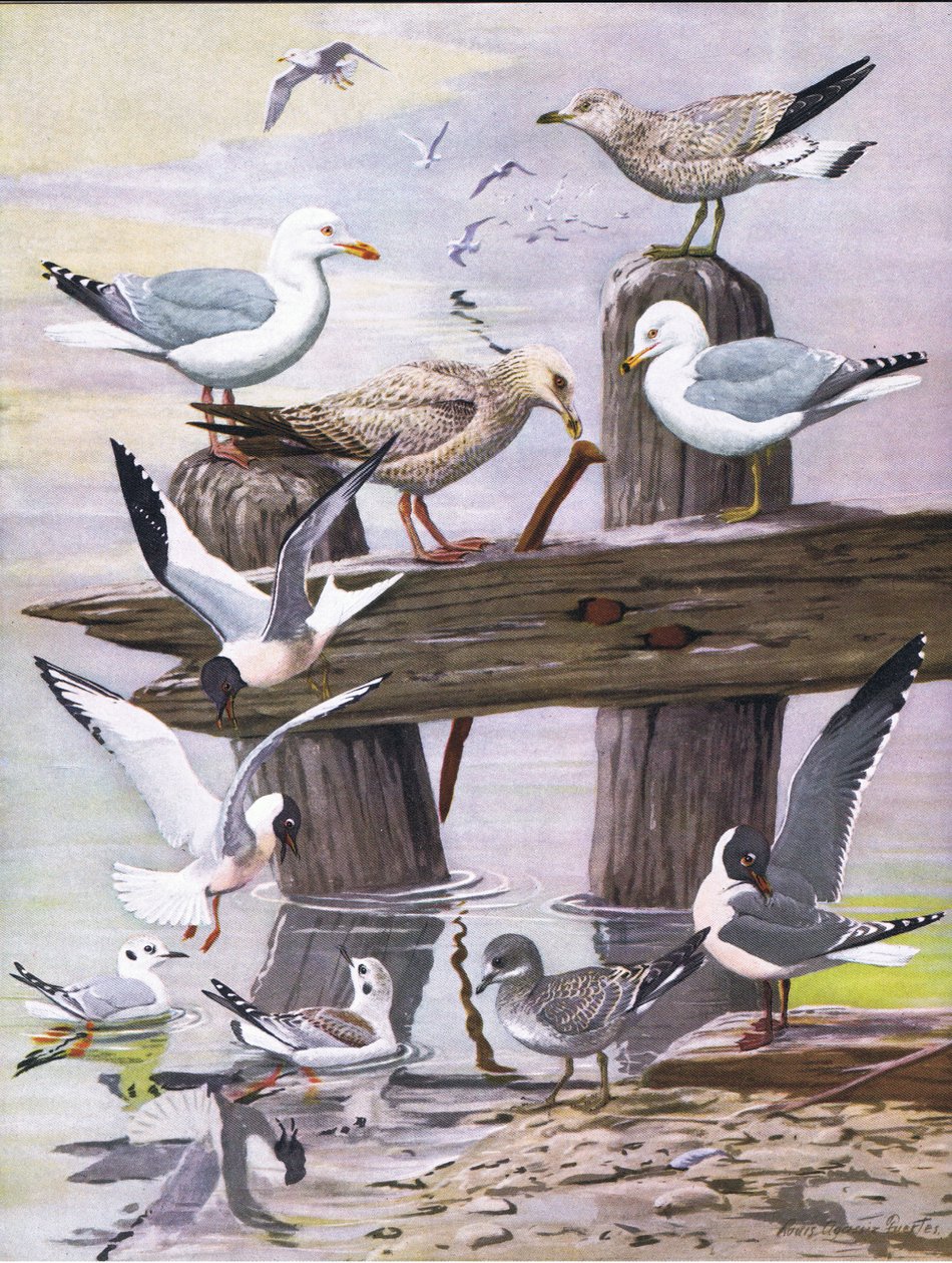Illustrazione da La storia naturale degli uccelli americani dell