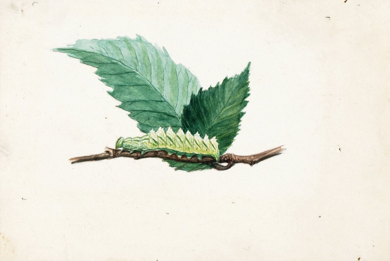 Bruco dal bordo frastagliato, studio per il libro "La colorazione nascosta nel regno animale". da Louis Agassiz Fuertes