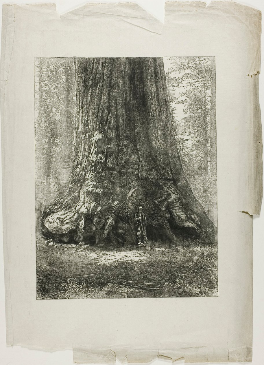Alberi contorti da Louis Auguste Lepère