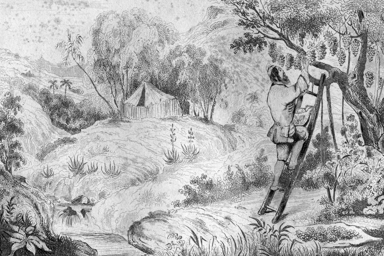 Avevo più di duecento grappoli... incisione dal disegno di M. de Sainson per il libro di Daniel Defoe "Robinson Crusoe" edizione francese del 1837 da Louis Auguste de Sainson