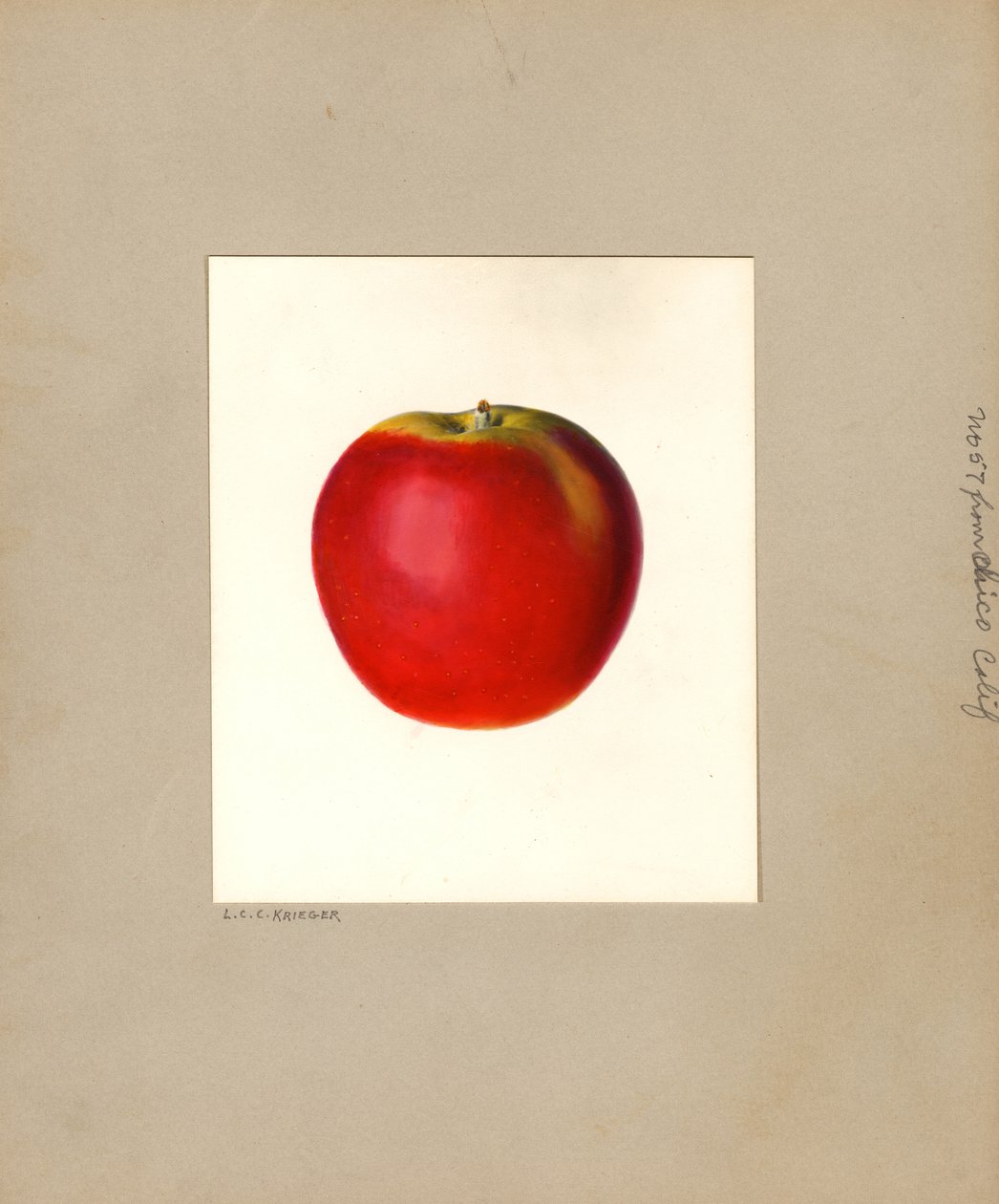 Mela (Malus domestica: n. 57) (acquerello) da Louis Charles Christopher Krieger