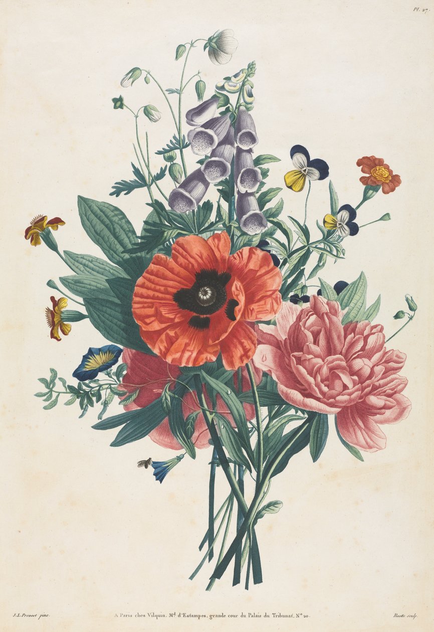 Collezione di fiori e frutti dipinti dal vero: Bouquet di digitale, clematide, viola del pensiero, peonia, papavero e giglio giallo da Louis Charles Ruotte