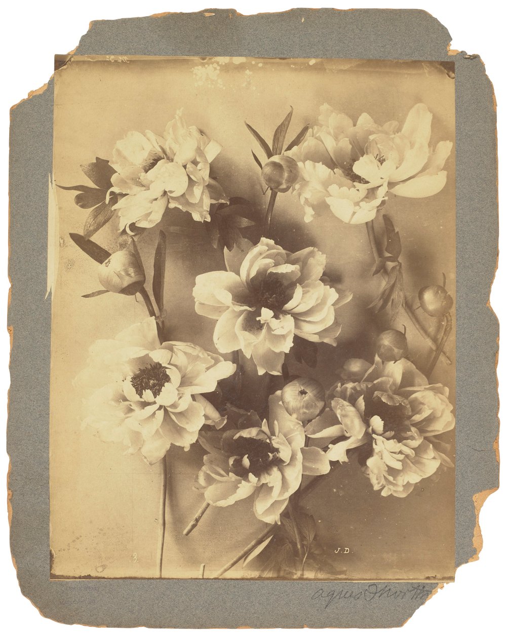 Tiffany Studios, c.1898-1920 da Louis Comfort Tiffany