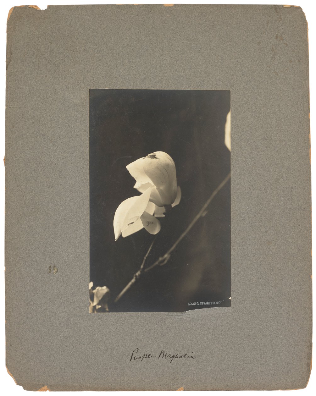 Tiffany Studios, c.1898-1920 da Louis Comfort Tiffany