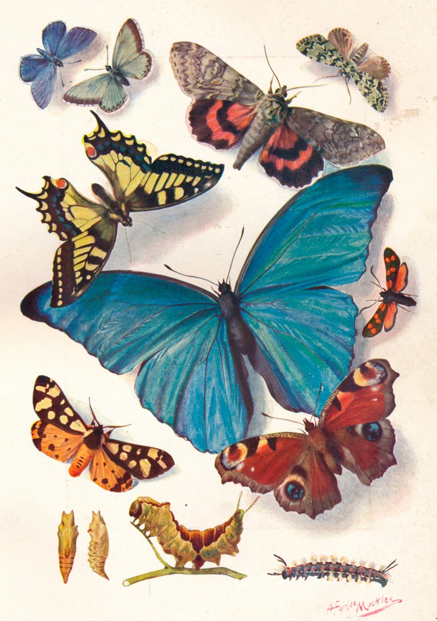 Esempio di illustrazione a blocchi di colore per lavoro scientifico, c1903 da Louis Fairfax Muckley