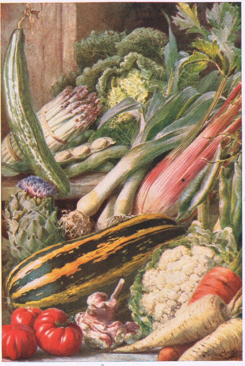 Ortaggi da giardino, illustrazione da 