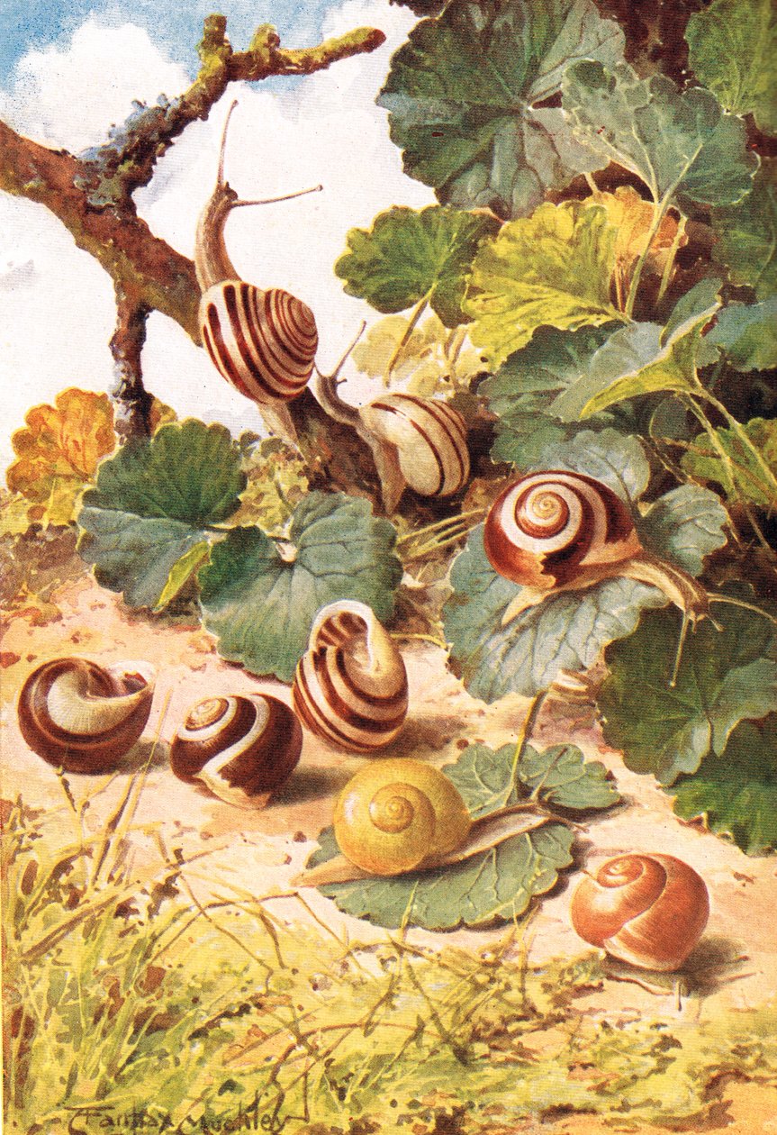Lumache di terra, illustrazione da 