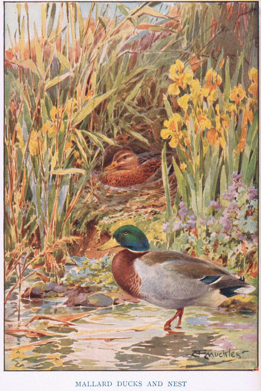 Anatre germane e nido, illustrazione da 