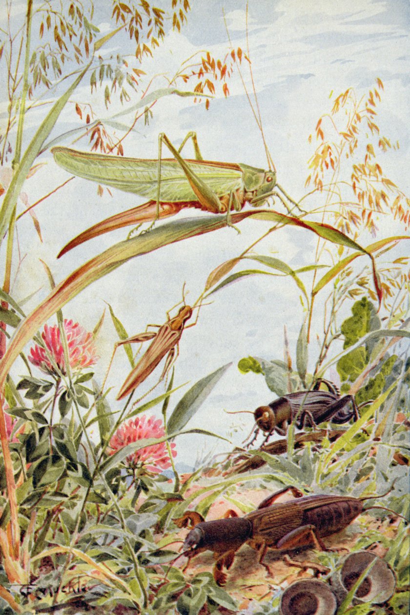 Insetti musicali, illustrazione da 