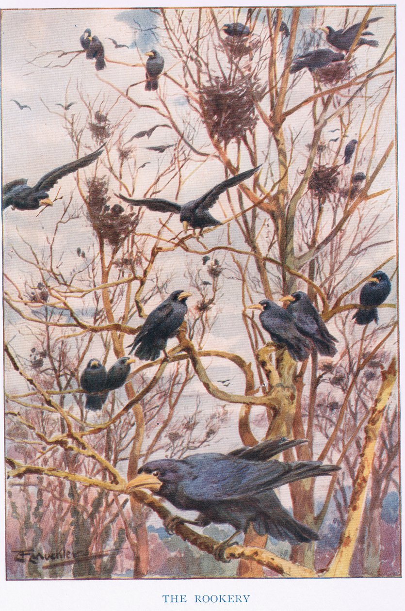 Il Rookery, illustrazione da 