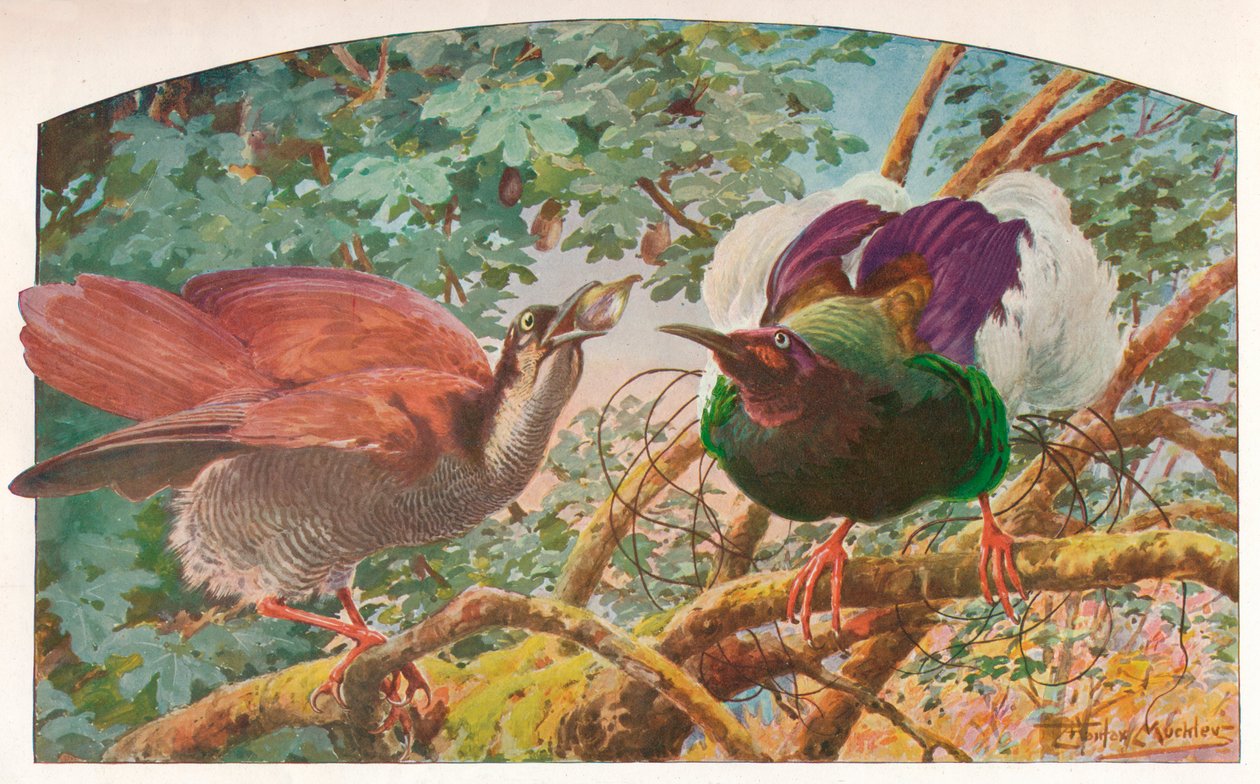 Uccelli del paradiso a dodici fili da Louis Fairfax Muckley