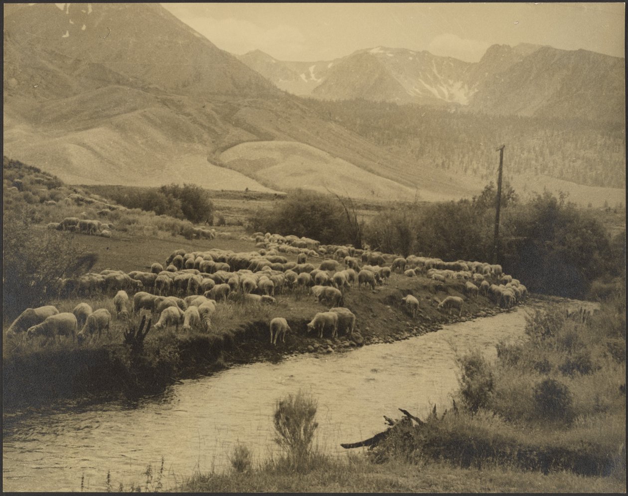 Un prato di montagna da Louis Fleckenstein