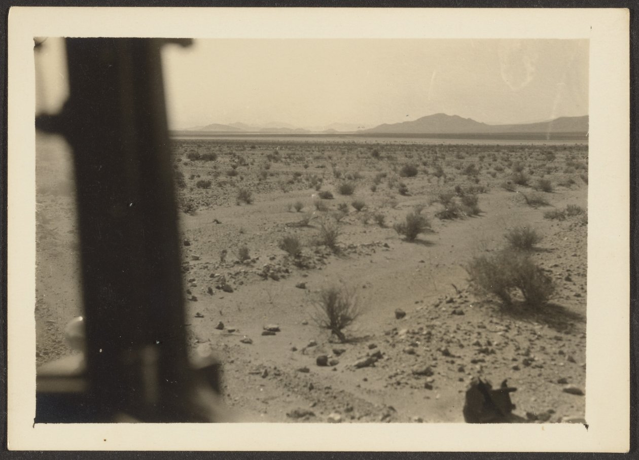 [Piante del deserto di Amargosa] da Louis Fleckenstein
