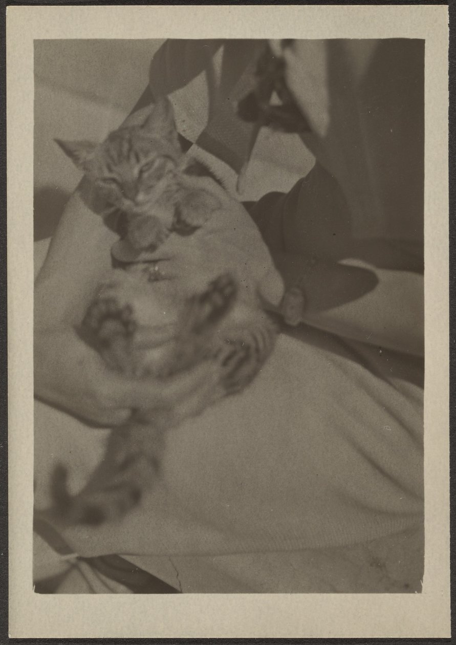 [Cat] da Louis Fleckenstein