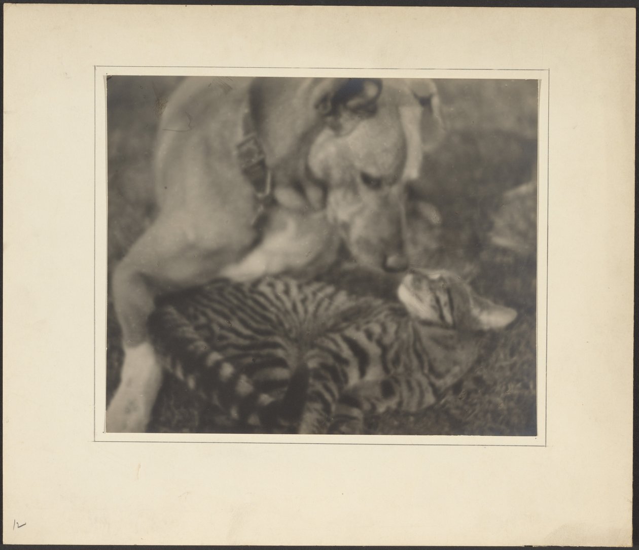 [Gatto e cane] da Louis Fleckenstein