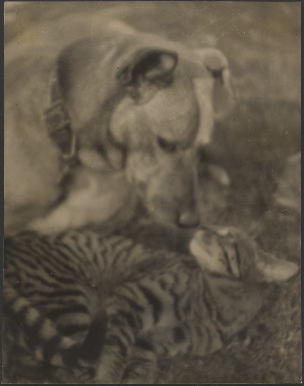 [Gatto e cane] da Louis Fleckenstein