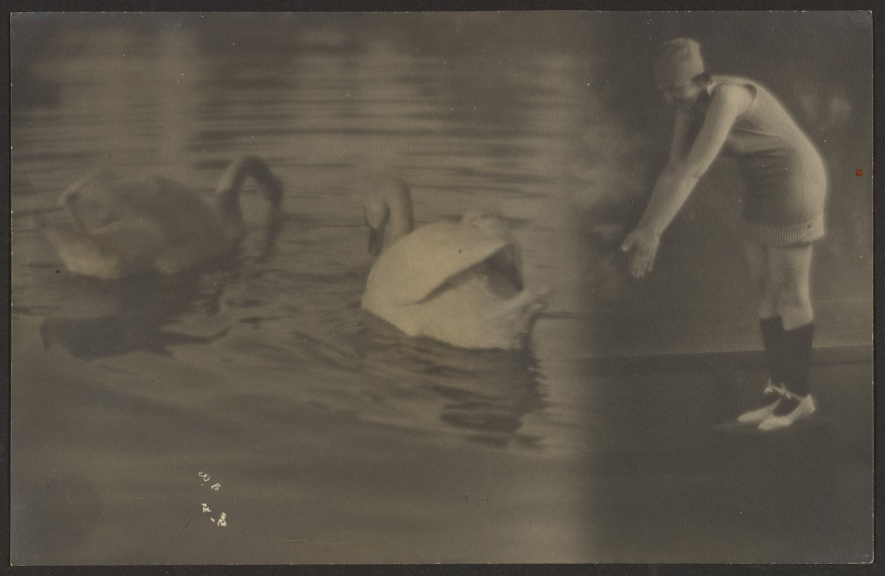 [Composito di cigni e tuffatore] da Louis Fleckenstein