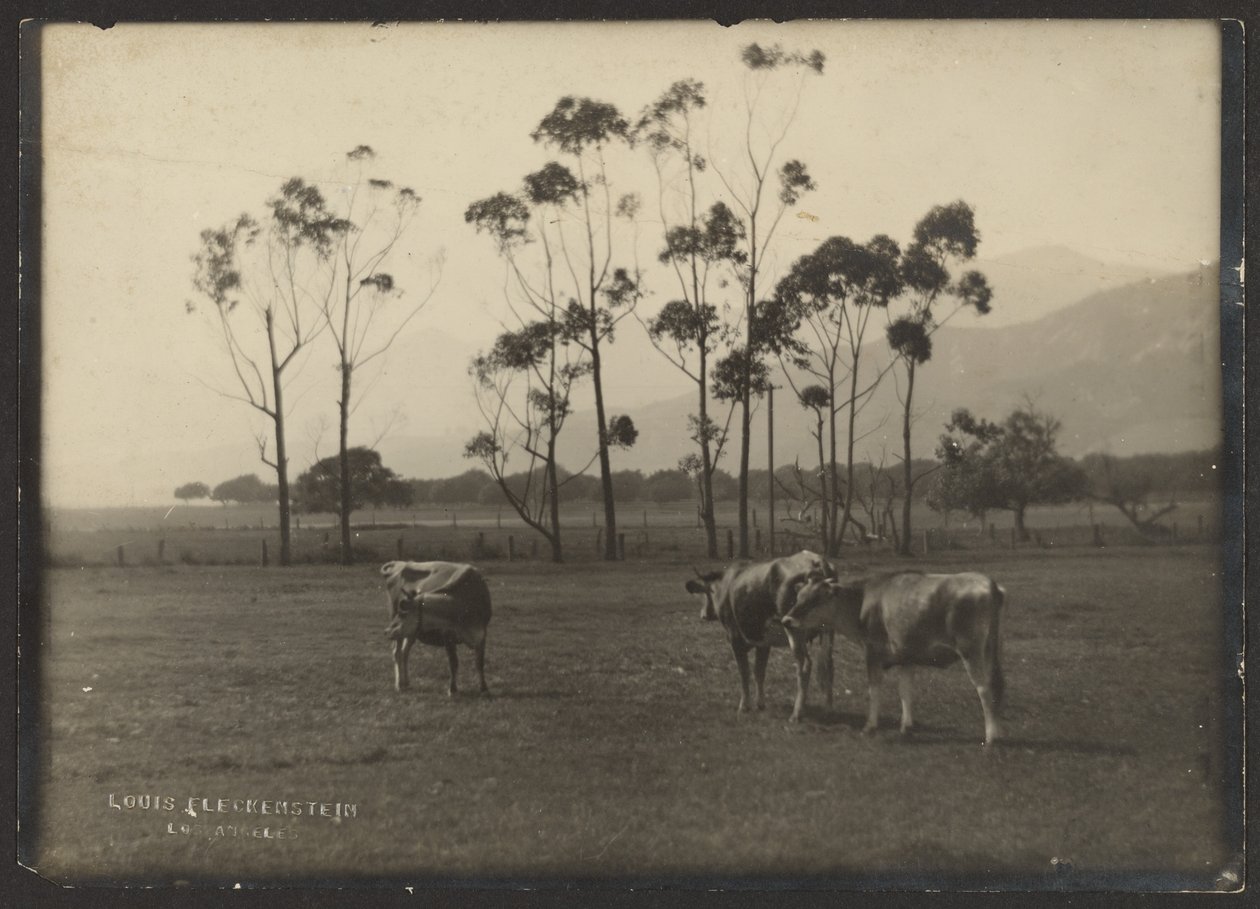 Mucche in un campo da Louis Fleckenstein