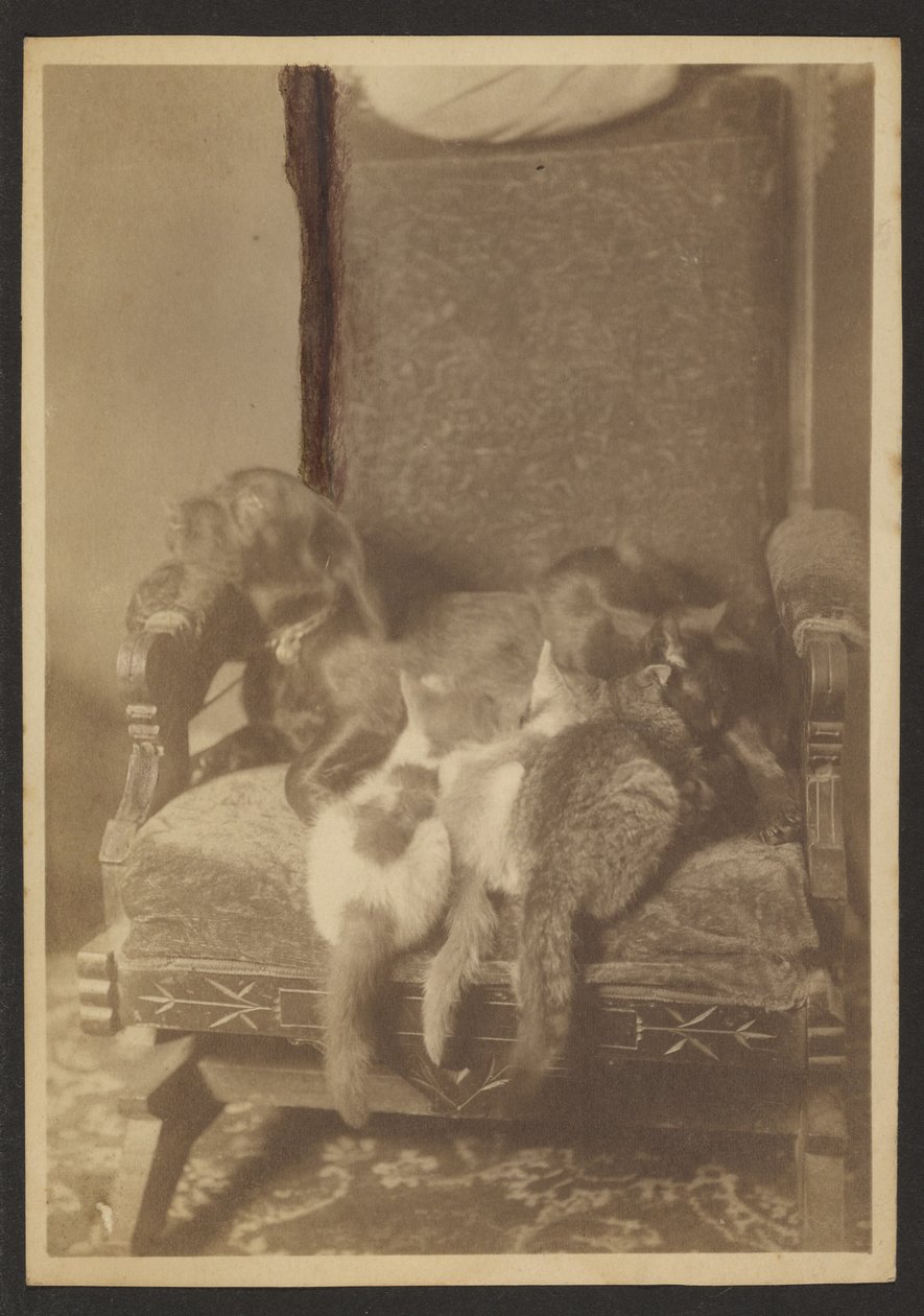[Gatti e cani da coccolare] da Louis Fleckenstein