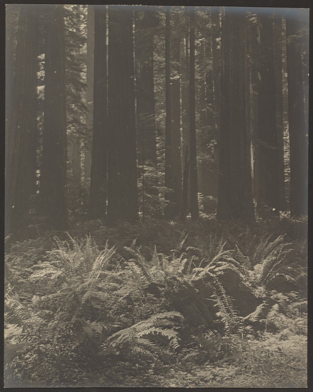 [Felce nel bosco] da Louis Fleckenstein
