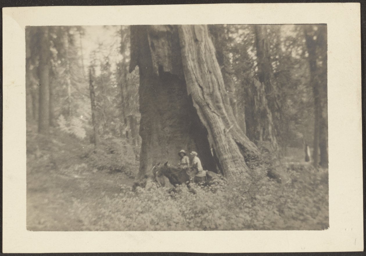 [Figure a cavallo nella cavità di un grande albero]. da Louis Fleckenstein