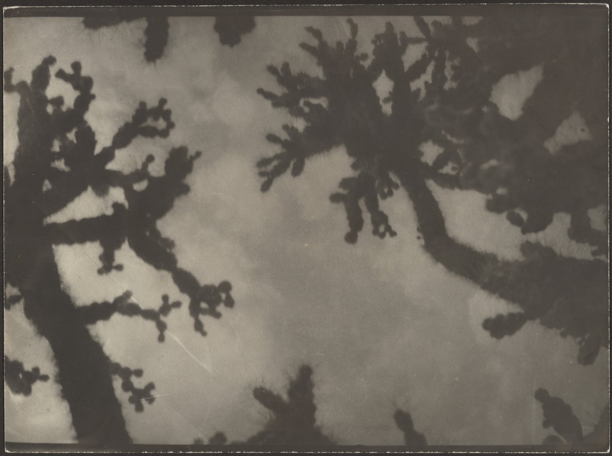 [Alberi di Giosuè] da Louis Fleckenstein