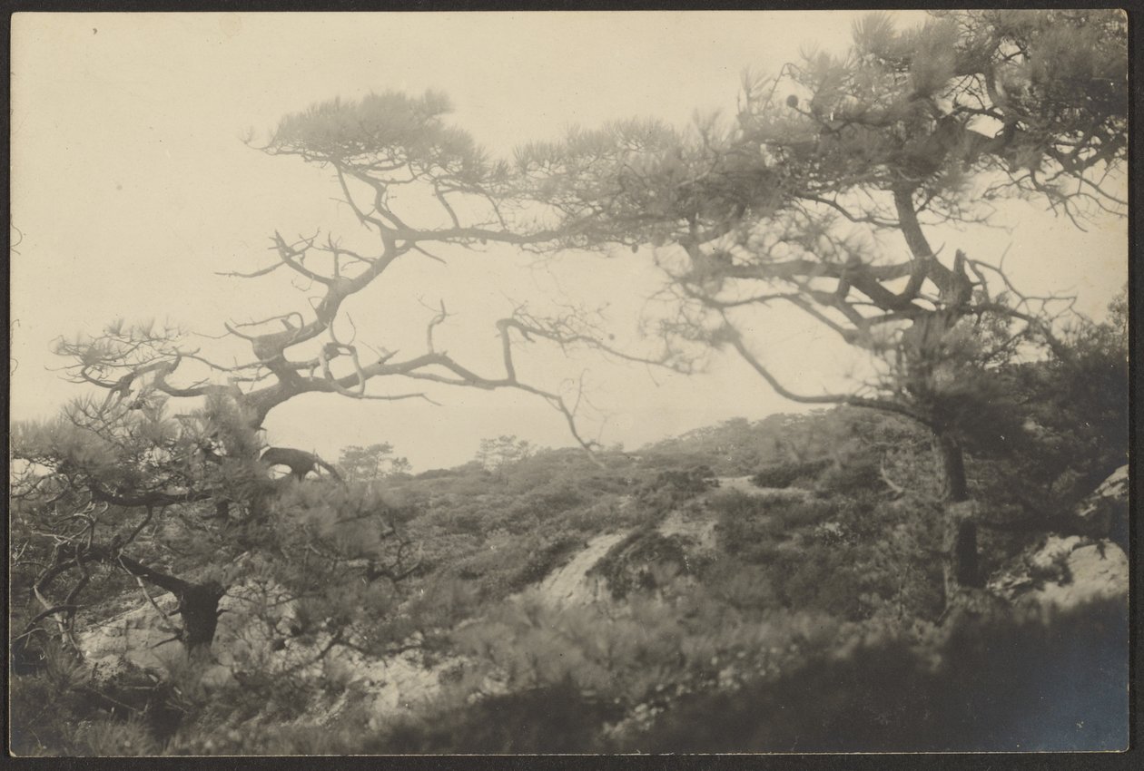 Paesaggio con alberi contorti da Louis Fleckenstein