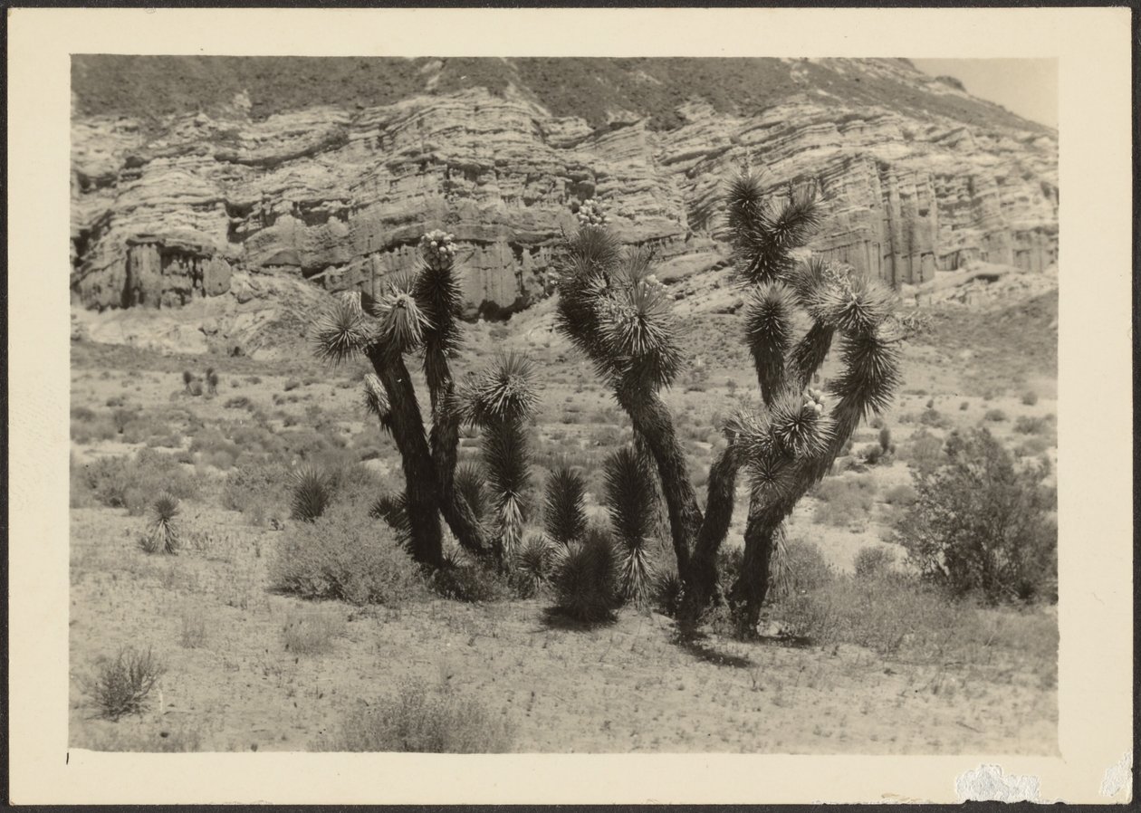 [Paesaggio con alberi di Joshua] da Louis Fleckenstein