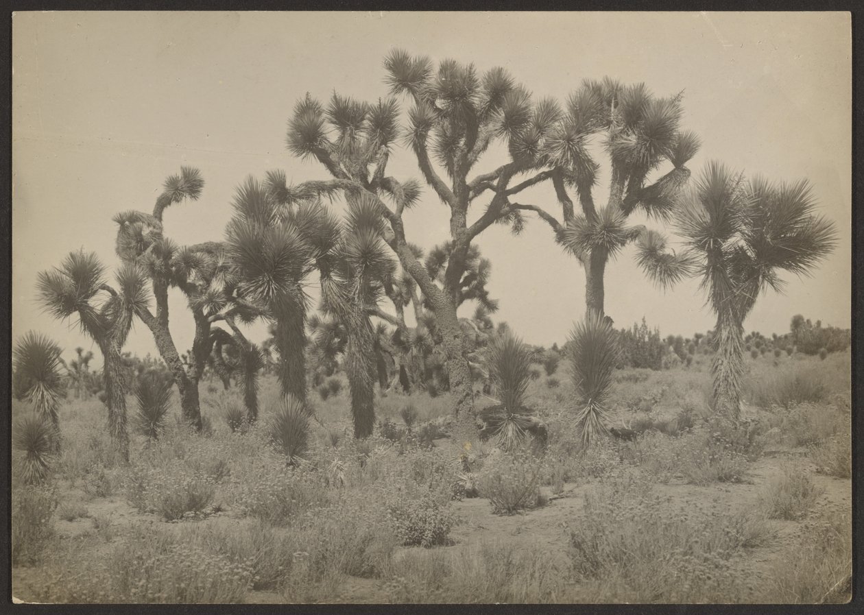 [Paesaggio con alberi di Joshua] da Louis Fleckenstein