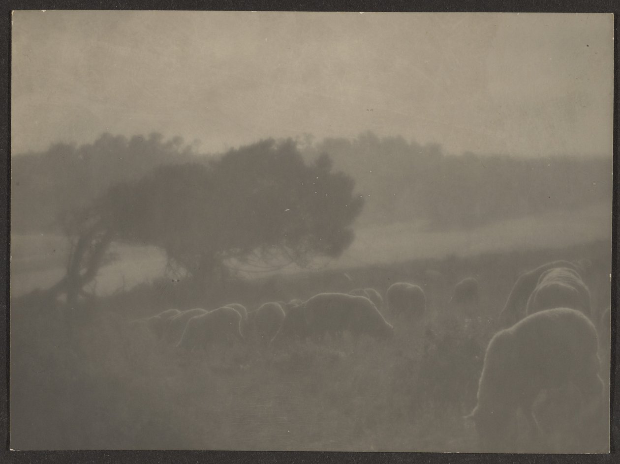 [Paesaggio con pecore] da Louis Fleckenstein