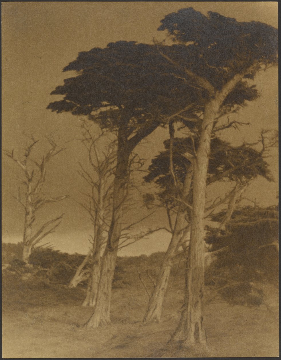 [Paesaggio con alberi] da Louis Fleckenstein